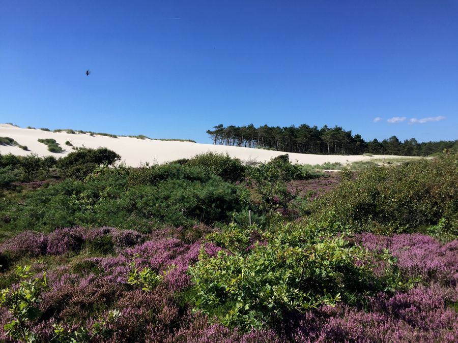 Purple heather in bloom against the white sand dune at Schoorl under a blue sky.