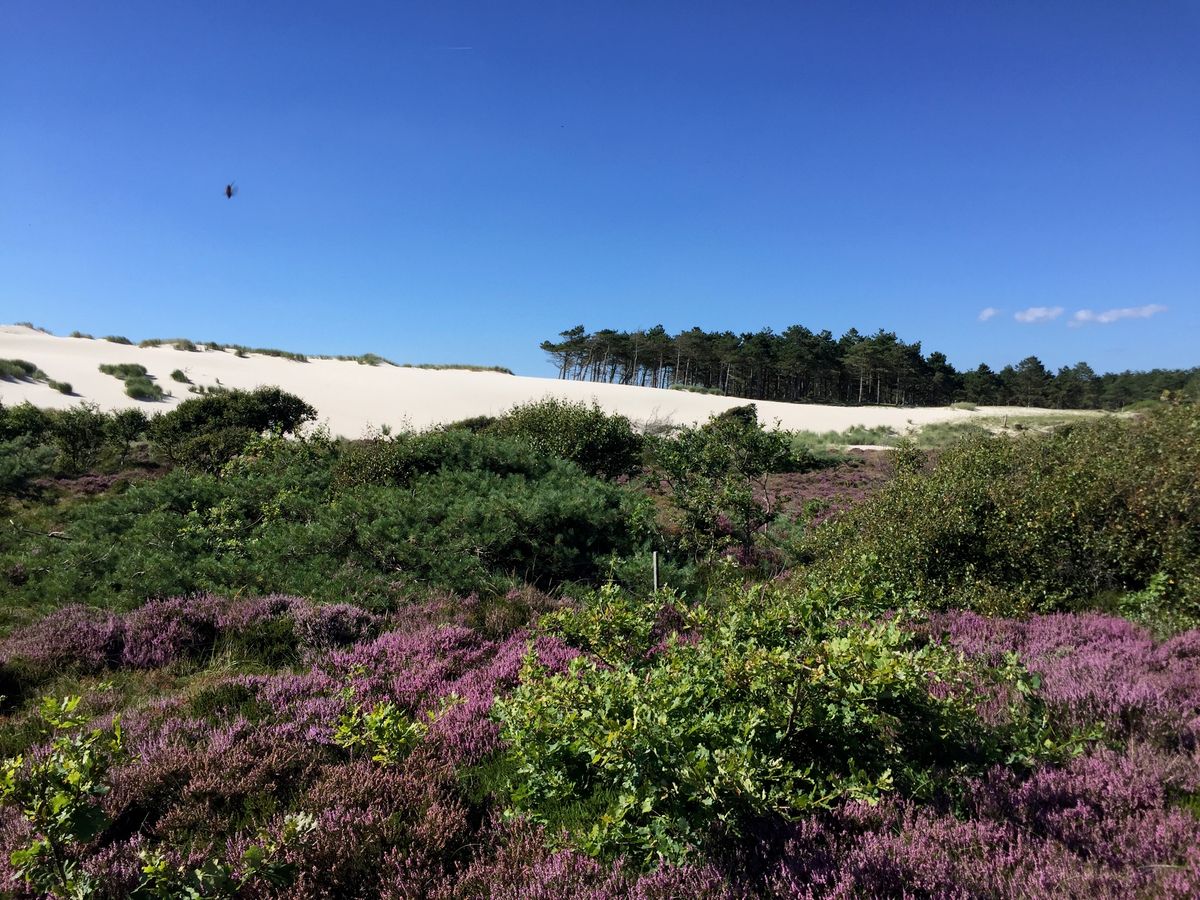 The Schoorlse Duinen