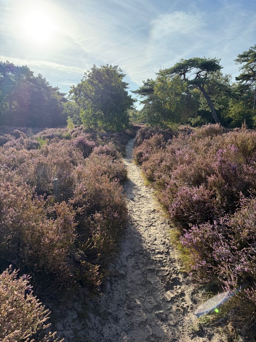 Through the heather