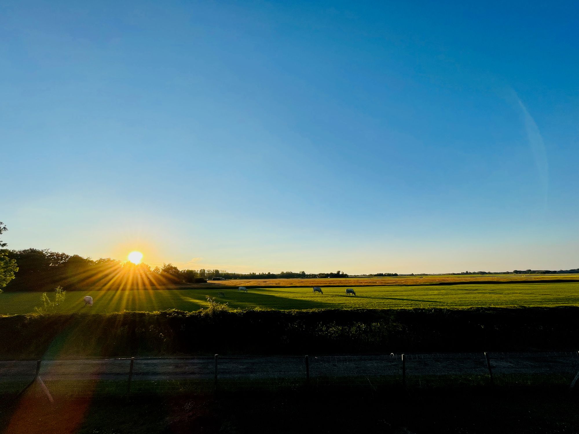 Evening view from the guesthouse across the polder: grazing cows, a low hedge and the sun setting behind the tree line.